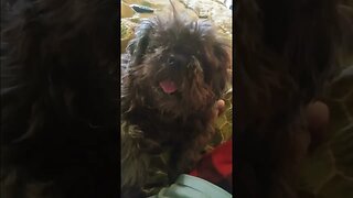 Little Boogaloo Tries to Woof