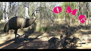 Trail cams 23 9 2023 #wildlifephotography #wildlife #offgridliving #bush #offgridhomestead #farm