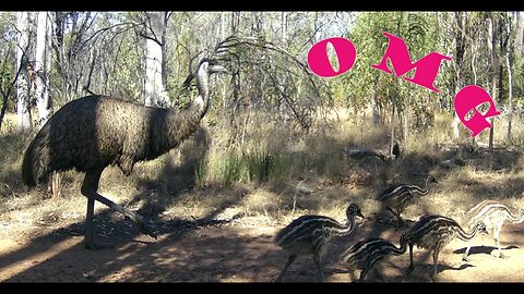 Trail cams 23 9 2023 #wildlifephotography #wildlife #offgridliving #bush #offgridhomestead #farm