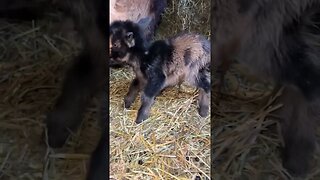 New Baby Goats #babygoats #farmlife #nigeriandwarf #homestead
