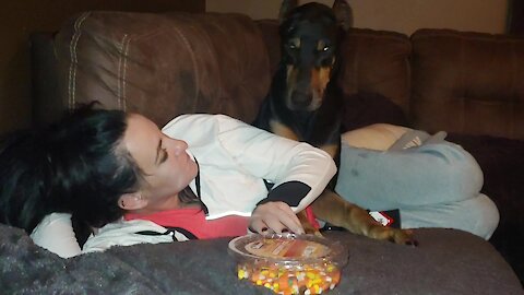 Doberman Throws Tantrum For Halloween Candy