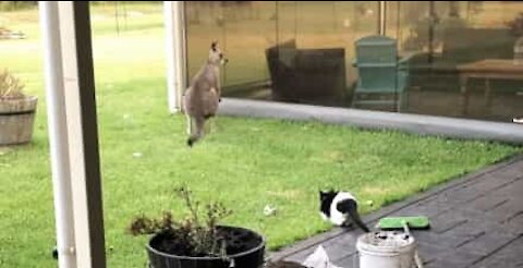 Fearless kitty protects house against kangaroo
