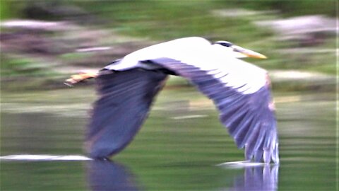 Great Blue Herons skim the surface of the lake as they fly in to land