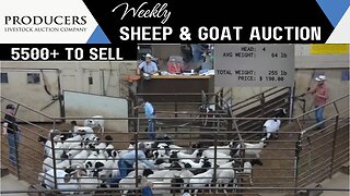 7/18/2023 - Producers Livestock Auction Company Sheep & Goat Auction