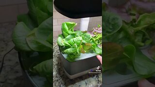 Aerogarden Update