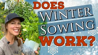 Does Winter Sowing Vegetables Work? The final winter sowing update!