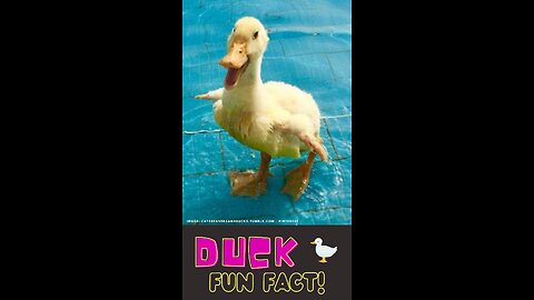 Ducks: More than Just Quackers! #funfactforkids #shorts #videos