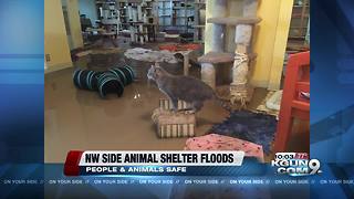 Local animal shelter floods during Monsoon