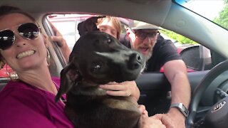 Family reunited with dog that was stolen and taken 50 miles away