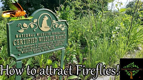 Save the Fireflies! - Conservation