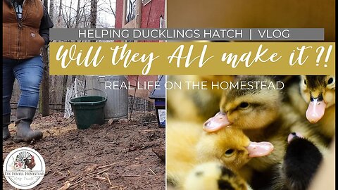 Helping Ducklings Hatch | KITCHEN DECLUTTER | VLOG
