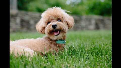 Meet the world's Cutest Tea Cup Poodle ❤️❤️❤️