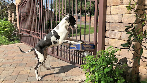 Hilarious Great Danes Have Fun Chewing Open Chewy Box
