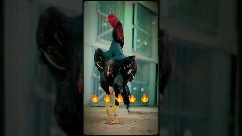 🔥 Shamo Aseel 🔥 [ King Shamo ] #shorts #shamo #rooster #youtubeshorts #aseelmurga #king #attitude