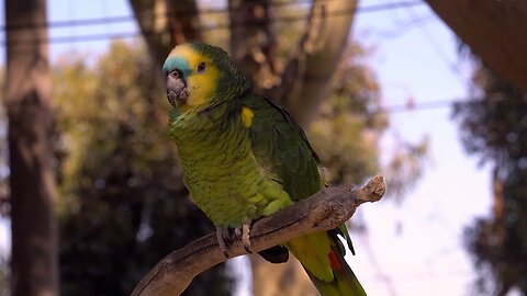 CatTV: Green Parrot in Shadpw