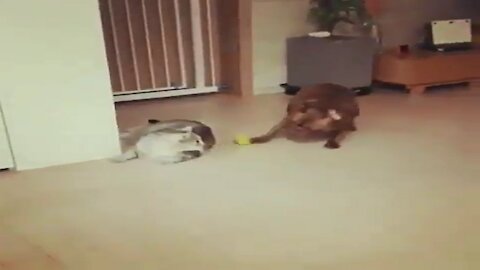 Cat vs Puppy : Puppy Trying To Snatch Cat Toy 😂