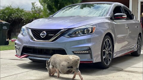 EVERYONE LOVES THIS COLOR....But It's No Longer Available? NISMO Sentra In Colorshifting Nardo Grey