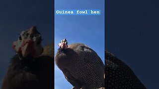 Pearl grey guinea fowl hen