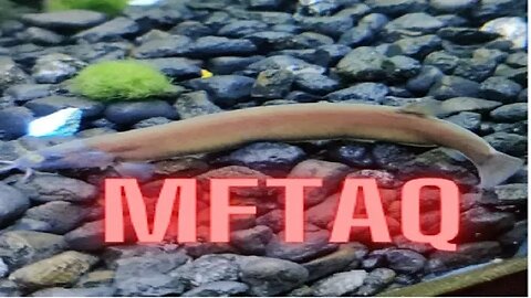 MFTAQ - Fish Talk Friday's Live Stream #24 12ET / 11CT