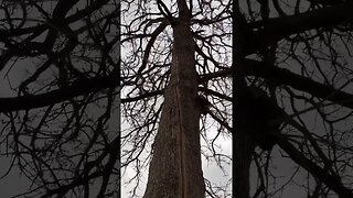 What lightning does to a tree