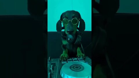 DJ for our new year party 🥳🎉🎈 #shortsfeed #ytshorts #dog #doglover #dj #djremix #dogfunnyvideos #fun