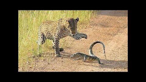 Leopard vs Monitor Lizard Real Fight | Hungry Leopard Hunt Lizard But Fail | Most Amazing Attack