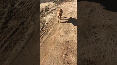 Fat Al The Happy Rescue Dog