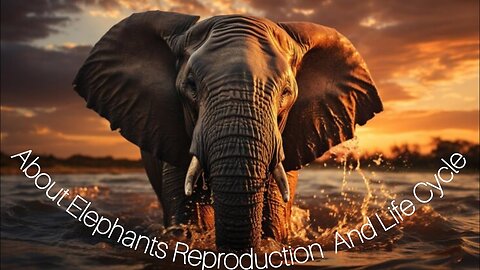 About Elephants Reproduction And Life Cycle, The Trunk, Migration And Importance To Humans