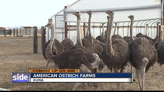 American Ostrich Farms preview