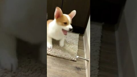 Ollie the Corgi vs Doorstop