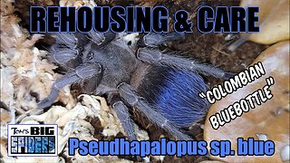 Pseudhapalopus sp. blue "Colombian bluebottle" Rehouse and Care