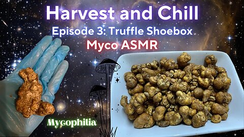 Harvesting a Shoebox FULL of TRUFFLES! Crazy Yield! Mushroom ASMR (Harvest and Chill Episode 3)