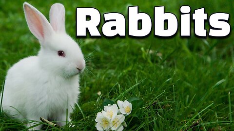 12 Amazing Facts of Rabbits | All about Rabbits for Kids