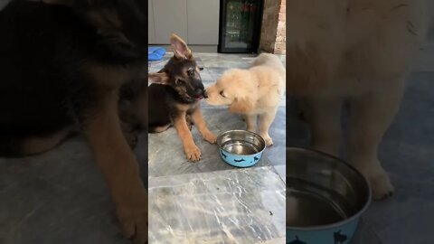 German Shepherd and Labrador puppy share their water.