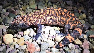 Gila monster sighting causes biologist to hyperventilate with excitement