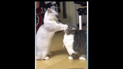 Two CATS Wrestling to Show Who Is Superior ! REALLY CUTE!