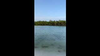 Livestream Clip Dolphins in Big Hickory Pass Part 3