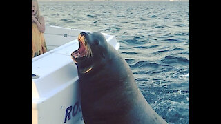 Giant sea lions board fishing boat to ask for snacks