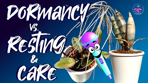 🎤Dormant & Resting Orchids | What is the difference? | What about Care? #ninjaorchids #livestream