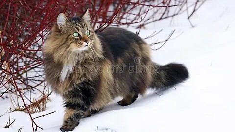 Norwegian Forest Cat