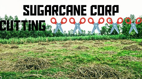 Sugarcane corp cutting ✂️✂️✂️✂️✂️