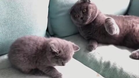 Mom Cat Hit a Baby Cat Funny Moment