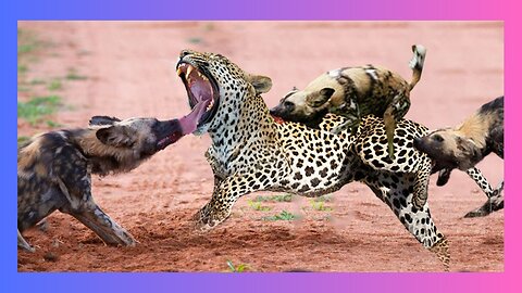 Wild Dogs Panic Leopard Animal Dead FOLLOW my channel