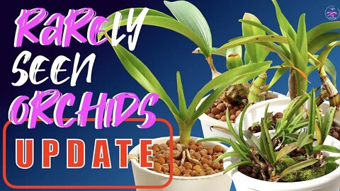 RARE Update Appearance of Orchids | Hardly viewed orchids in the spotlight | New Growths | No growth