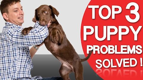 How To Teach Your Dog Easy Tricks 🐕 {DOG TRAINING}