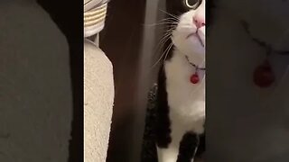 CAT VIDEO