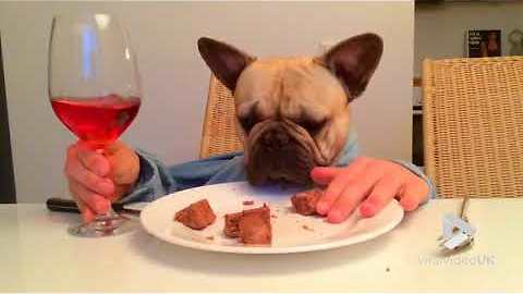 Dog knows how to wine and dine