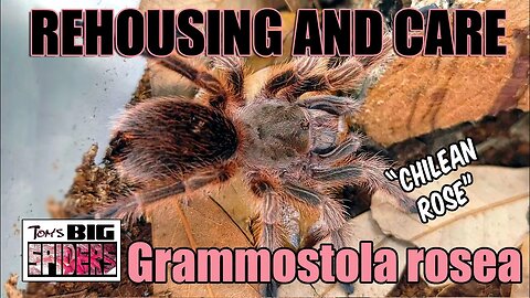 Grammostola rosea "Chilean Rose Hair" Rehouse and Care