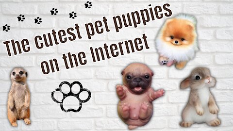 The cutest pet puppies on the Internet