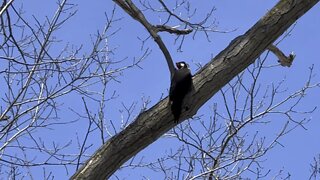 Pileated Wood Pecker find something?